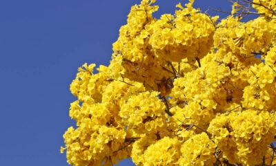 O espetáculo dos ipês dura poucos dias… e isso levanta uma dúvida curiosa