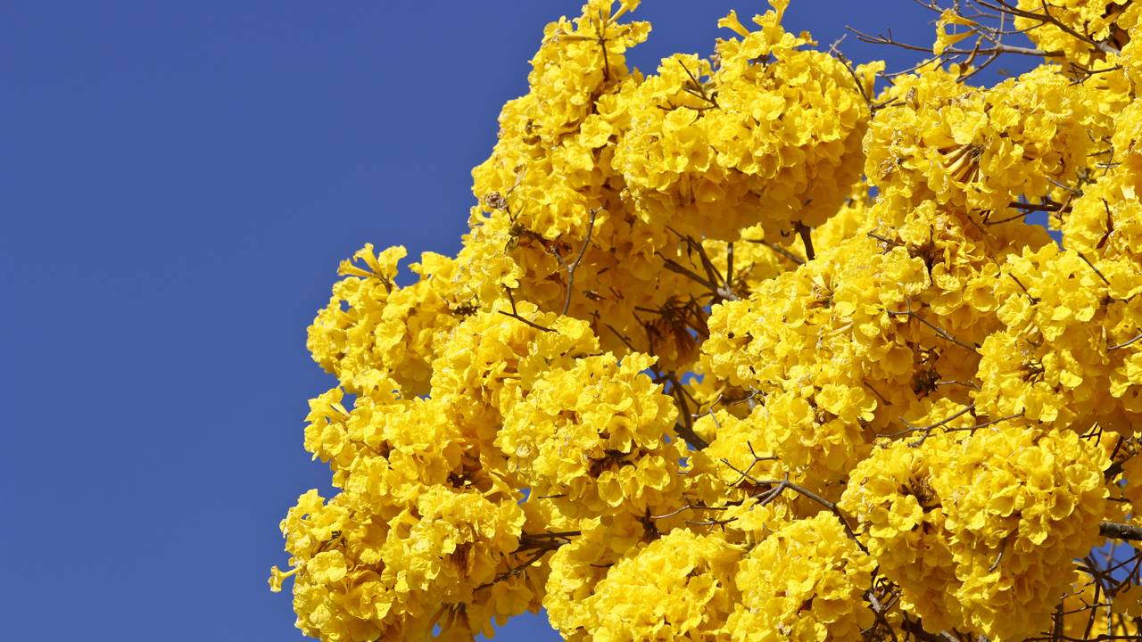 O espetáculo dos ipês dura poucos dias… e isso levanta uma dúvida curiosa