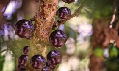 Meu pé de jabuticaba demorava anos pra dar frutos até eu aprender esse truque