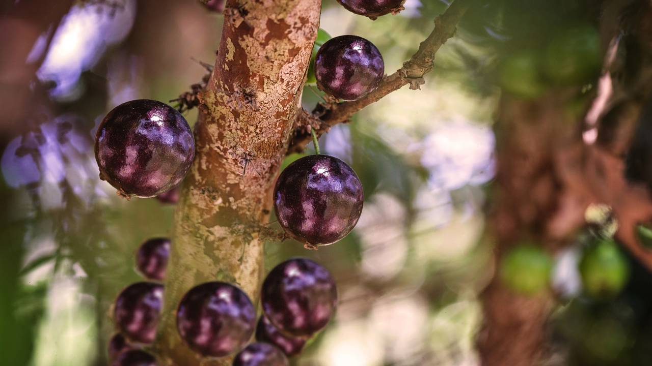 Meu pé de jabuticaba demorava anos pra dar frutos até eu aprender esse truque