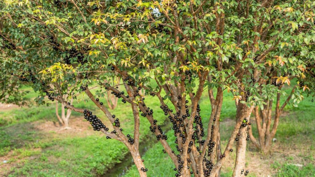 Quanto custa plantar jabuticabeira em casa e colher frutas direto do tronco sem mistério