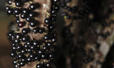 Quanto custa ter uma jabuticabeira que dá frutos o ano inteiro