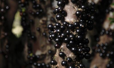 Plante jabuticabeira em casa e colha frutos doces direto do seu quintal