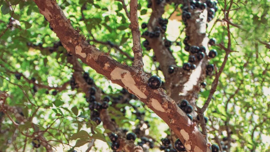 Plante jabuticabeira em casa e colha frutos doces direto do seu quintal