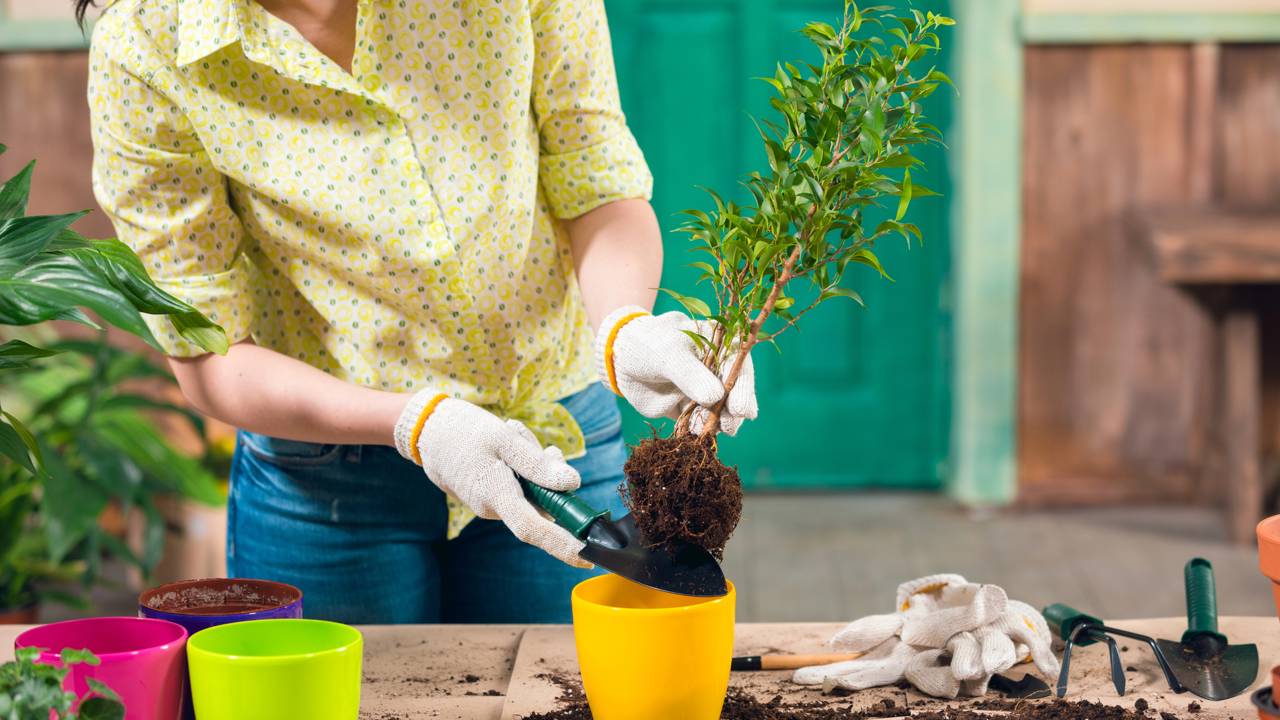 7 flores perfeitas para quem quer começar a cuidar de plantas