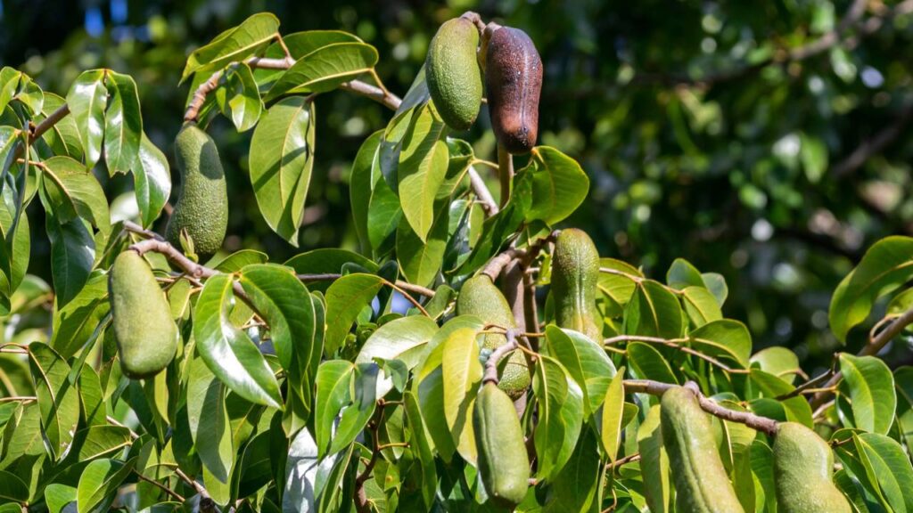 O grão que parece feijão, mas tem gosto de amendoim torrado