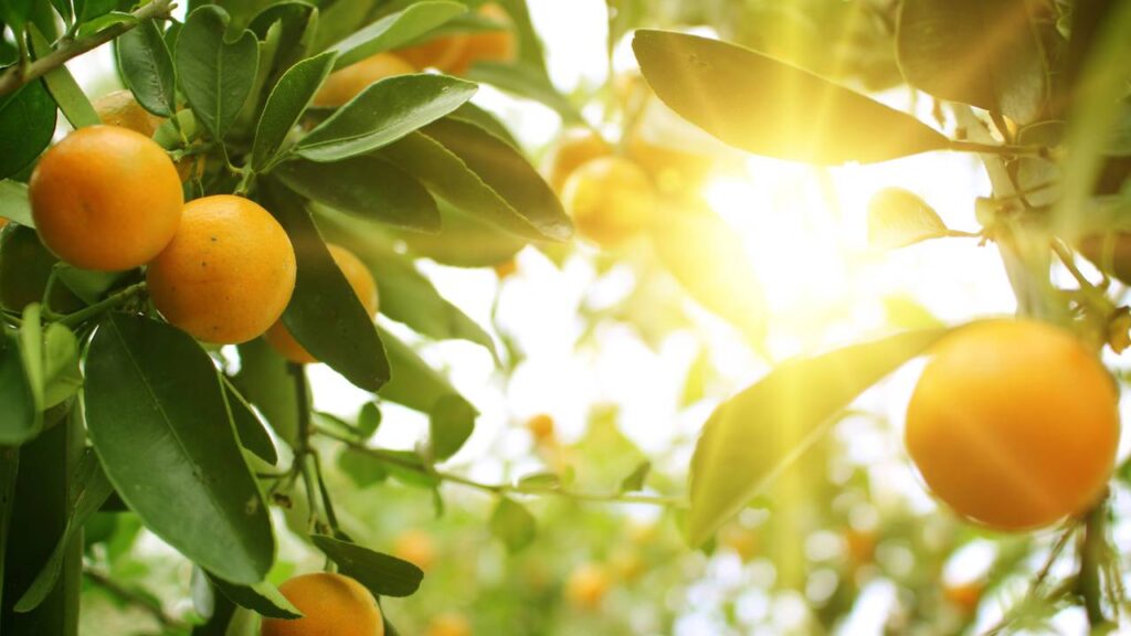 Essa mudança na casca pode indicar algo importante sobre o cultivo da laranjeira
