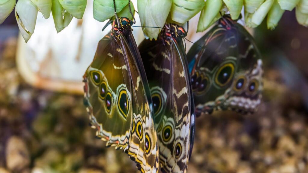 A borboleta que engana predadores fingindo ser uma cobra