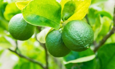Com esses cuidados simples, seu limoeiro vai dar frutos frescos durante o ano inteiro