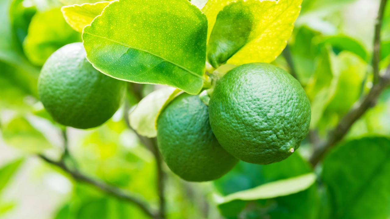 Com esses cuidados simples, seu limoeiro vai dar frutos frescos durante o ano inteiro