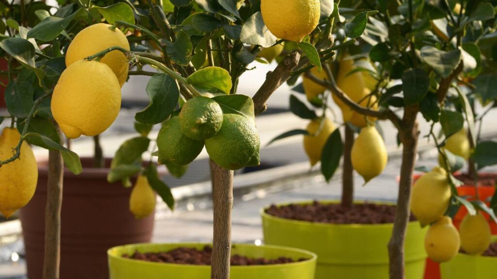 Como plantar limão em garrafa PET e colher frutos dentro de casa
