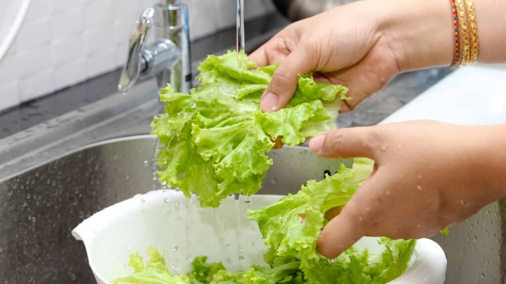 O segredo para conservar alface crocante por até 10 dias