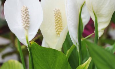 Planta carrega significado ligado à serenidade -