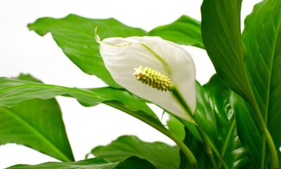 Mistura natural chama atenção após plantas exibirem folhas mais verdes