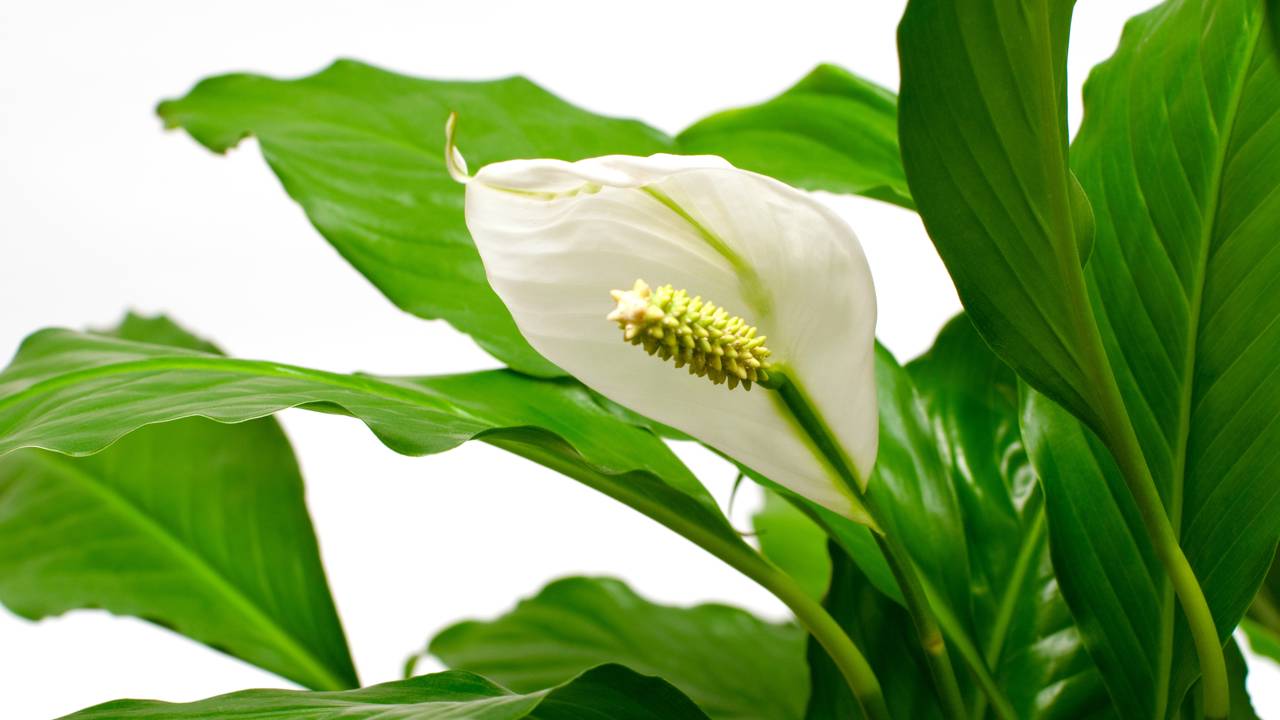 Mistura natural chama atenção após plantas exibirem folhas mais verdes