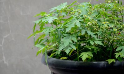 A fruta tropical que cresce rápido e vira produção em poucos meses