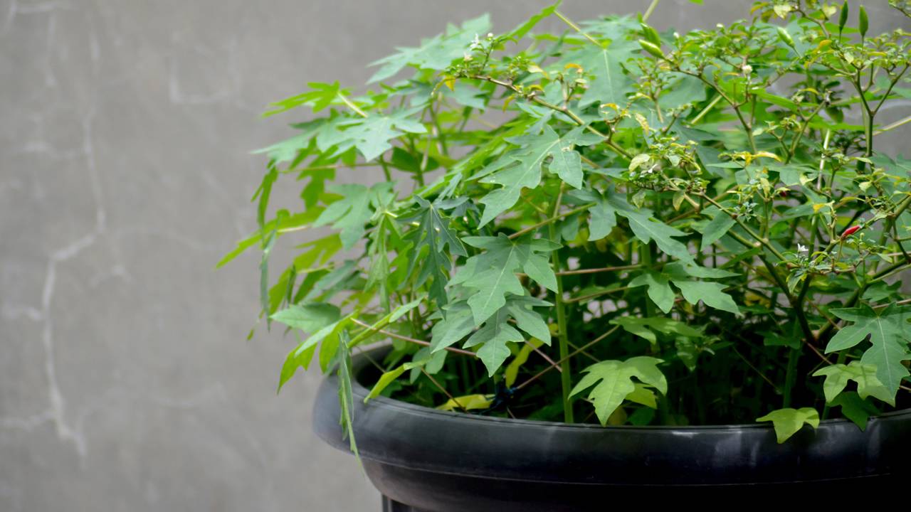 A fruta tropical que cresce rápido e vira produção em poucos meses