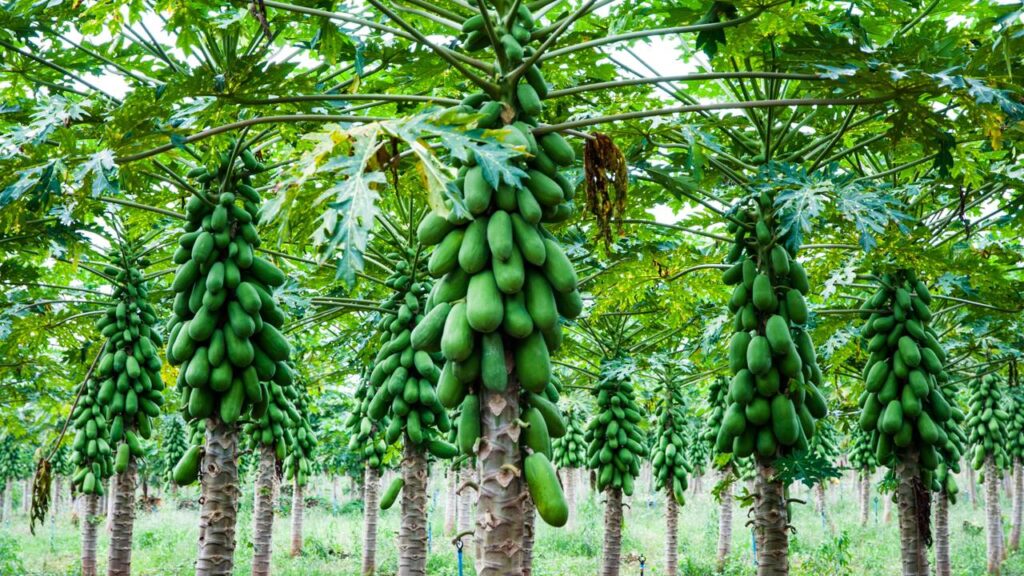 A fruta tropical que cresce rápido e vira produção em poucos meses