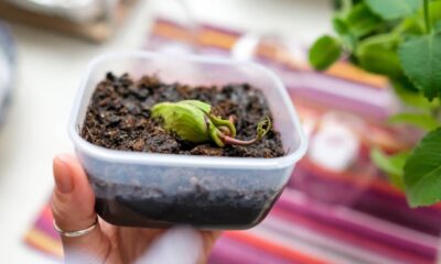 O truque simples que acelera a germinação do caroço de manga