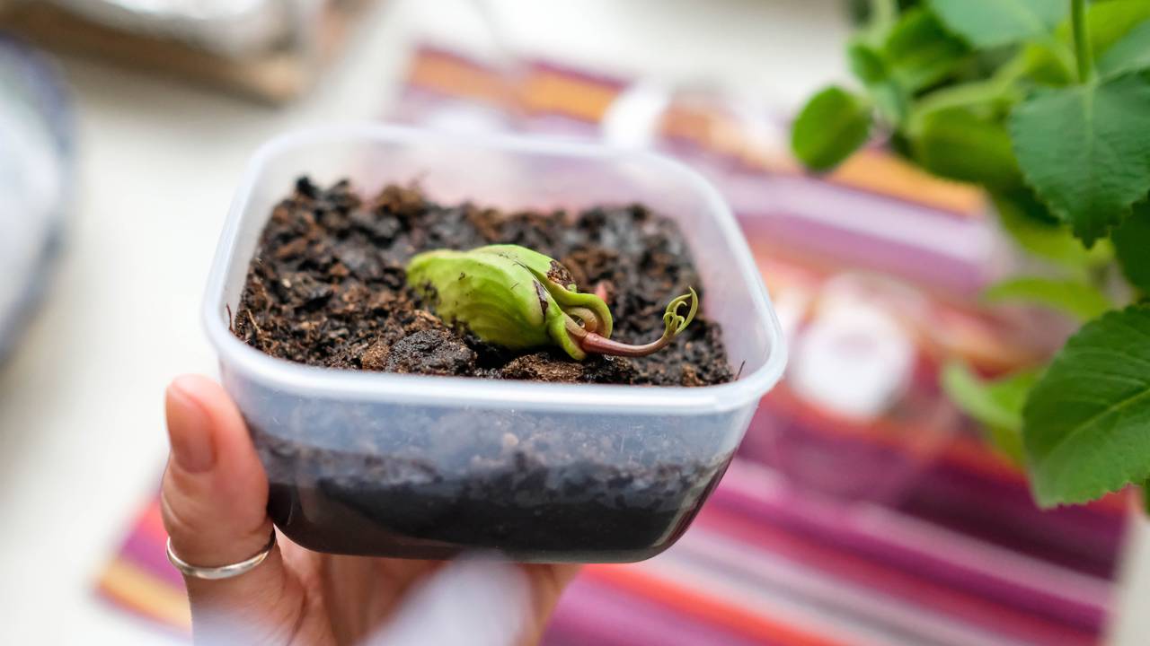 O truque simples que acelera a germinação do caroço de manga