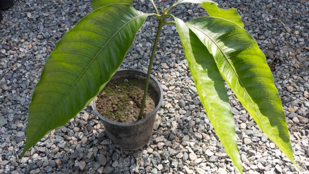 O truque simples que acelera a germinação do caroço de manga