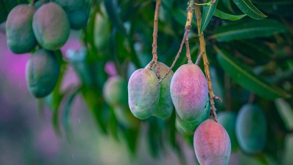 Meu pé de manga demorou a frutificar até eu aprender um truque relacionado à lua