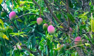 Meu pé de manga demorou a frutificar até eu aprender um truque relacionado à lua