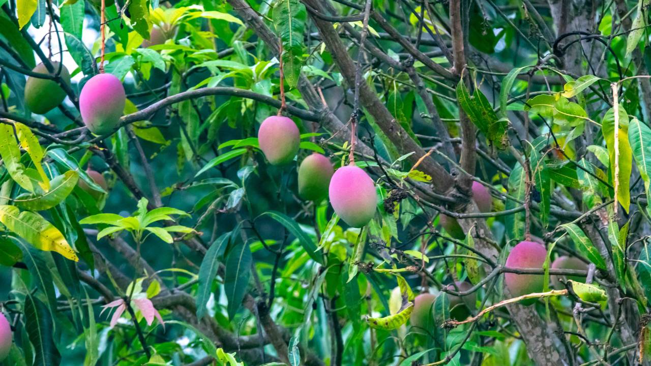 Meu pé de manga demorou a frutificar até eu aprender um truque relacionado à lua