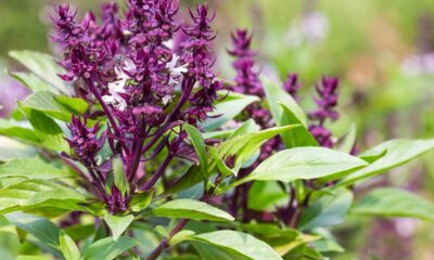 O segredo pra manter o manjericão sempre cheio e perfumado