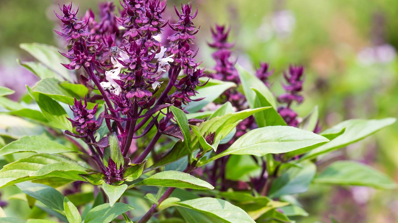 O segredo pra manter o manjericão sempre cheio e perfumado