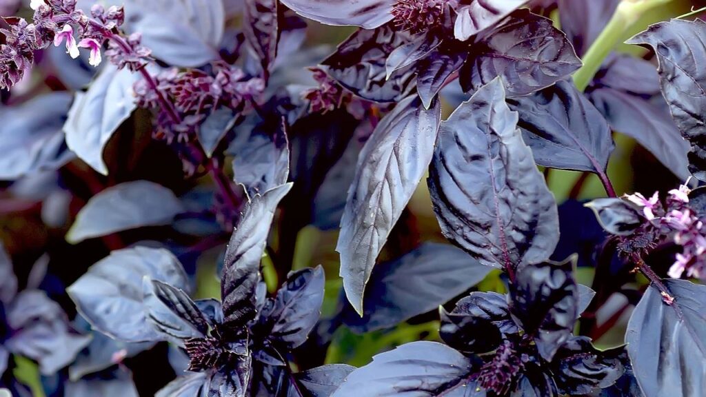 Comecei plantando manjericão-roxo e hoje não largo mais a jardinagem