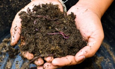 O papel escondido das minhocas na saúde do solo