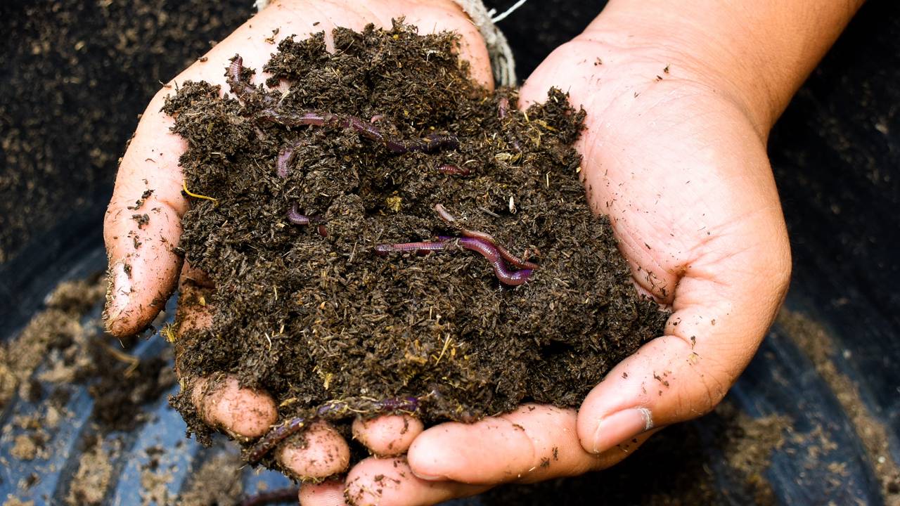 O papel escondido das minhocas na saúde do solo