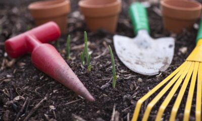 Quanto custa montar uma horta com temperos e legumes
