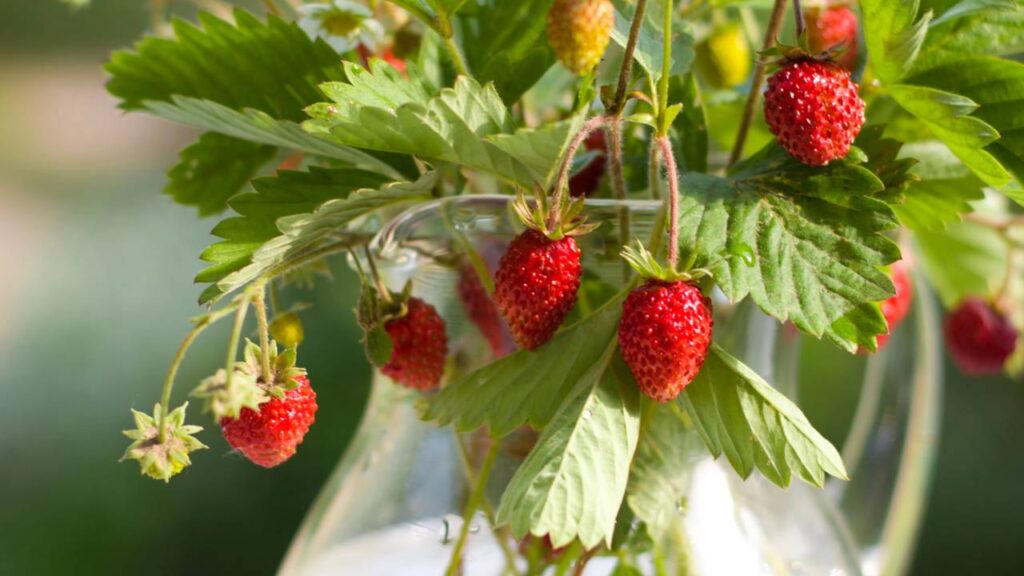 A fruta que nasce até em vaso e produz o ano inteiro mesmo em espaços pequenos