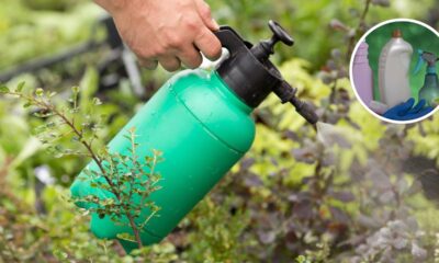Receita com detergente e vinagre elimina ervas daninhas melhor que qualquer herbicida