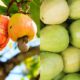 Quanto custa essa fruta com sabor que mistura goiaba e caju e cresce fácil em casa