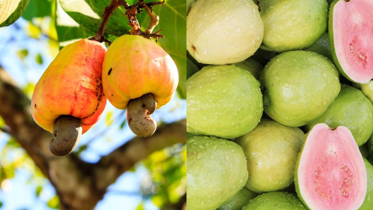 Quanto custa essa fruta com sabor que mistura goiaba e caju e cresce fácil em casa