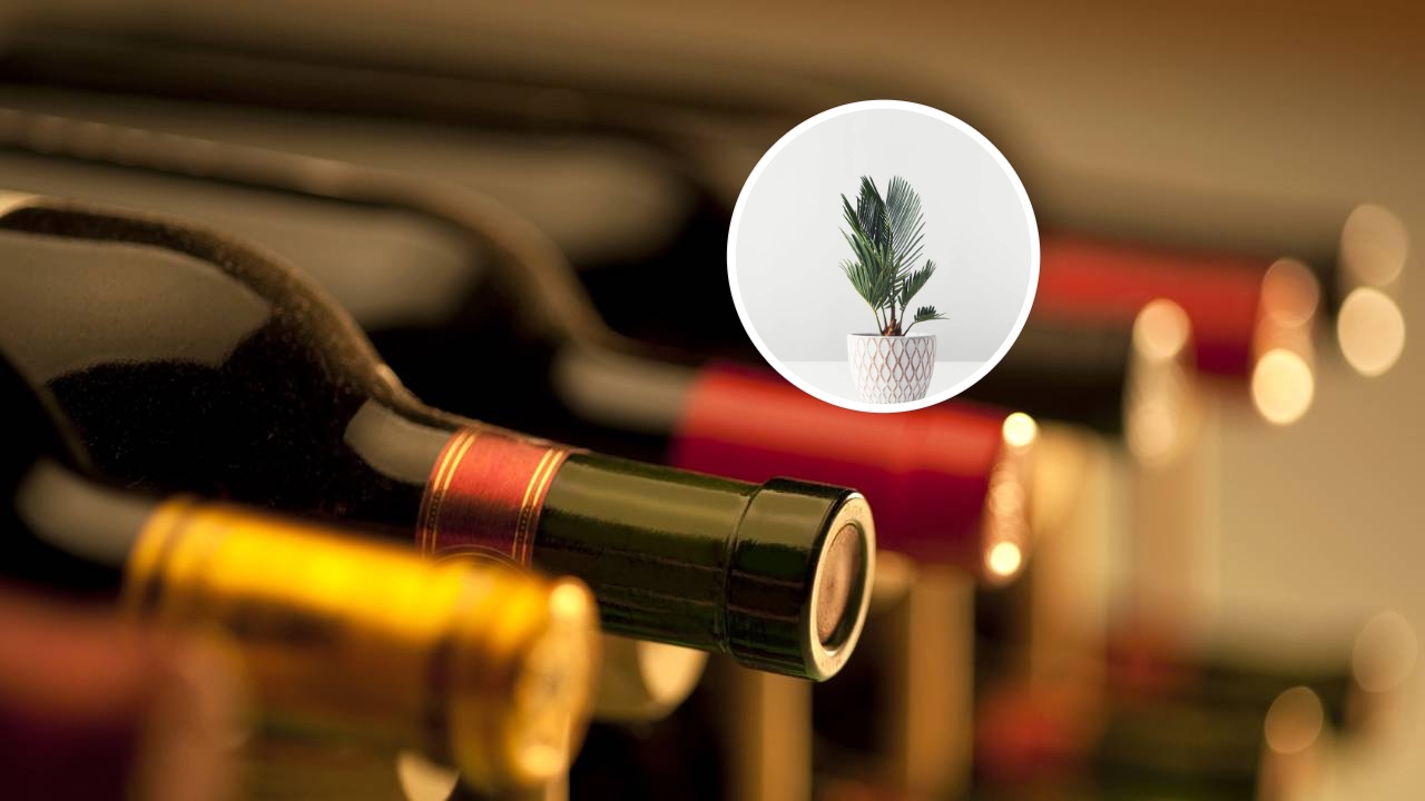 Transformei uma garrafa de vinho em vaso e virou destaque na decoração