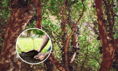 Quanto custa plantar jabuticabeira em casa e colher frutas direto do tronco sem mistério