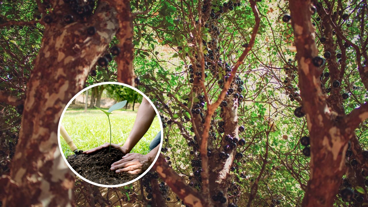 Quanto custa plantar jabuticabeira em casa e colher frutas direto do tronco sem mistério