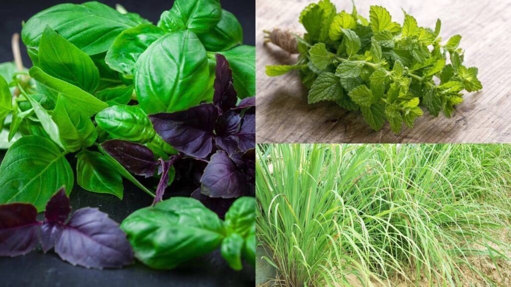 5 ervas que funcionam como repelente natural e fácil de cultivar