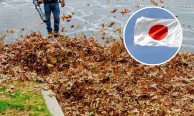 Técnica ancestral japonesa usa folhas secas para transformar seu jardim em ouro