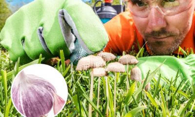 Como o alho ajuda a proteger o jardim contra fungos e pragas