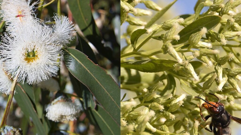 Essas plantas ajudam a proteger varandas de madeira e surpreendem pelo aroma