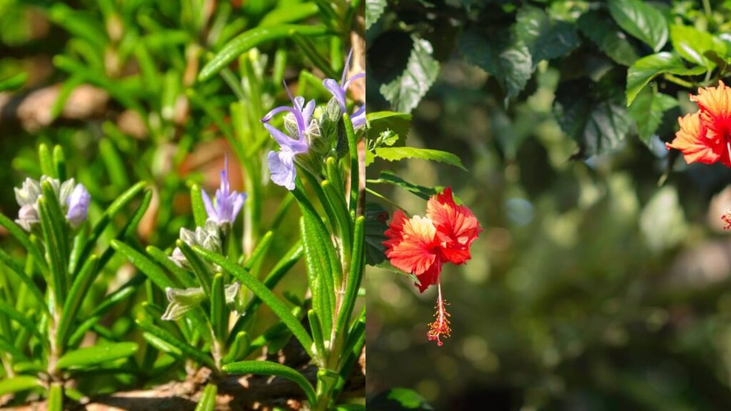 Uma combinação de plantas cria uma barreira natural contra pragas