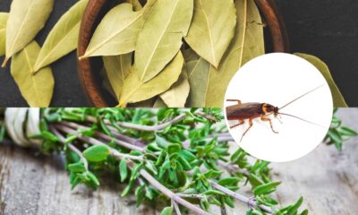 4 ervas afastam baratas e ainda podem ser usadas na culinária