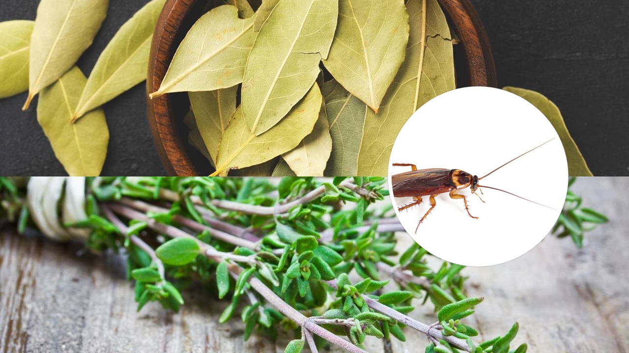 4 ervas afastam baratas e ainda podem ser usadas na culinária