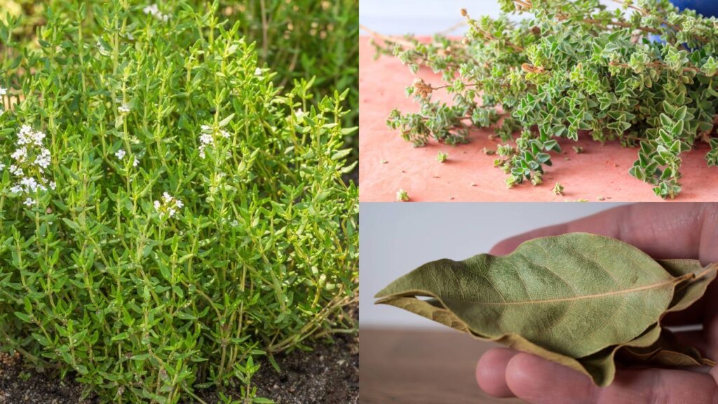 4 ervas afastam baratas e ainda podem ser usadas na culinária