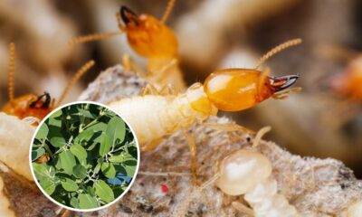 Combinação de plantas que cria um ambiente menos atrativo para cupins -